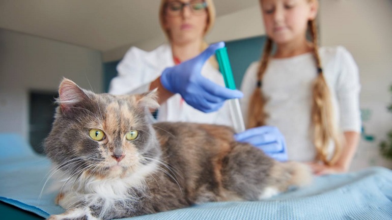 Una vacuna experimental de la covid-19 resulta eficaz en sus primeros ensayos en gatos