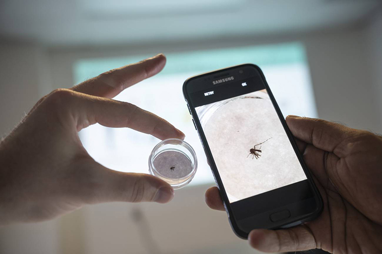 Rastrear mosquitos que portan enfermedades por todo el mundo ya es posible