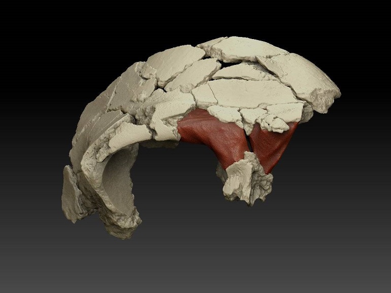 Los senos frontales del cráneo de los primates podrían ayudar a distinguir especies