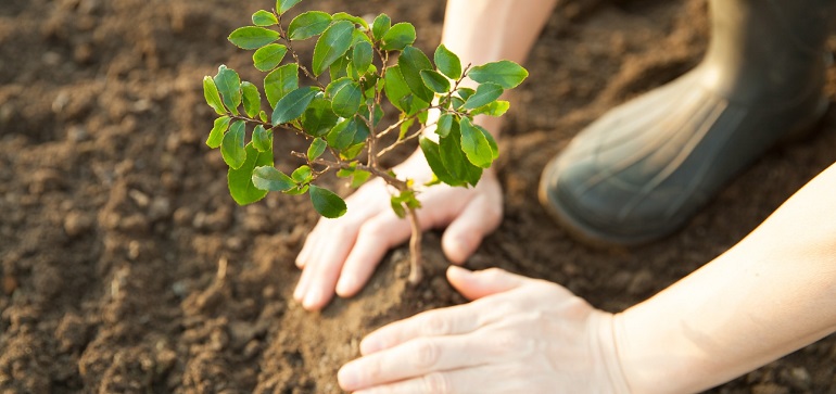 Plantar árboles puede salvar vidas