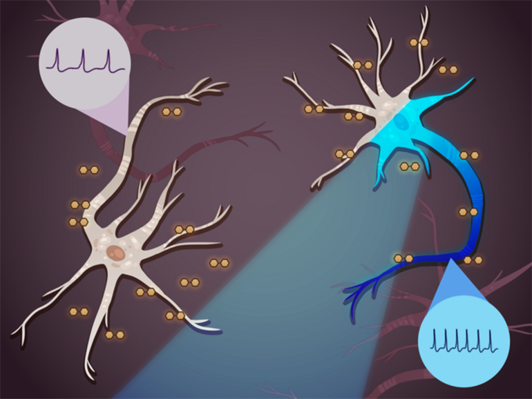 Desarrollan una nueva técnica para cambiar el comportamiento de las neuronas &#8216;enfermas&#8217; a largo plazo mediante destellos de luz