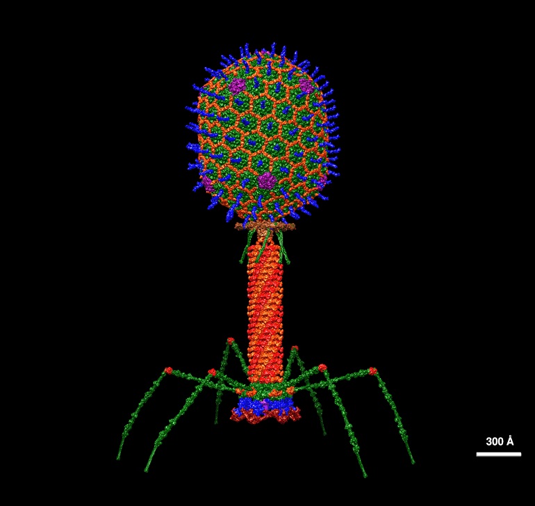 Moléculas inteligentes a medida basadas en fagos inducen la muerte de bacterias resistentes de forma rápida