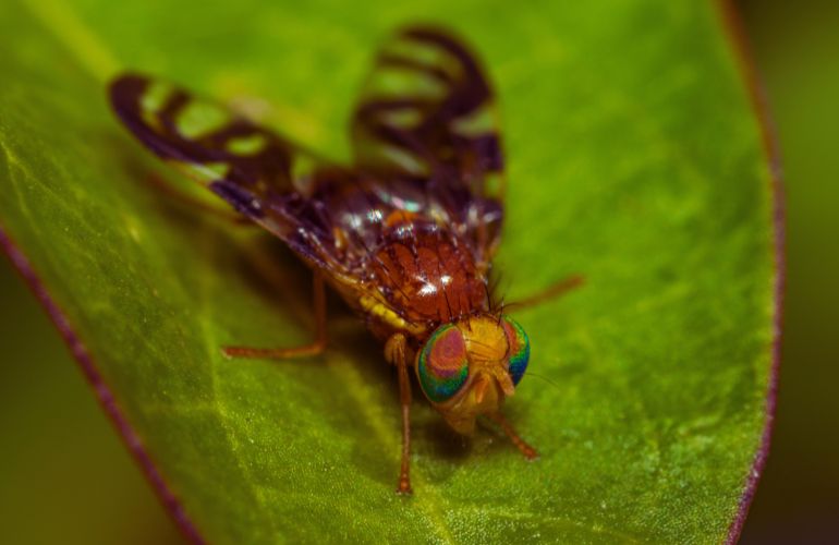 Cada tipo de célula envejece a un ritmo distinto, según una investigación