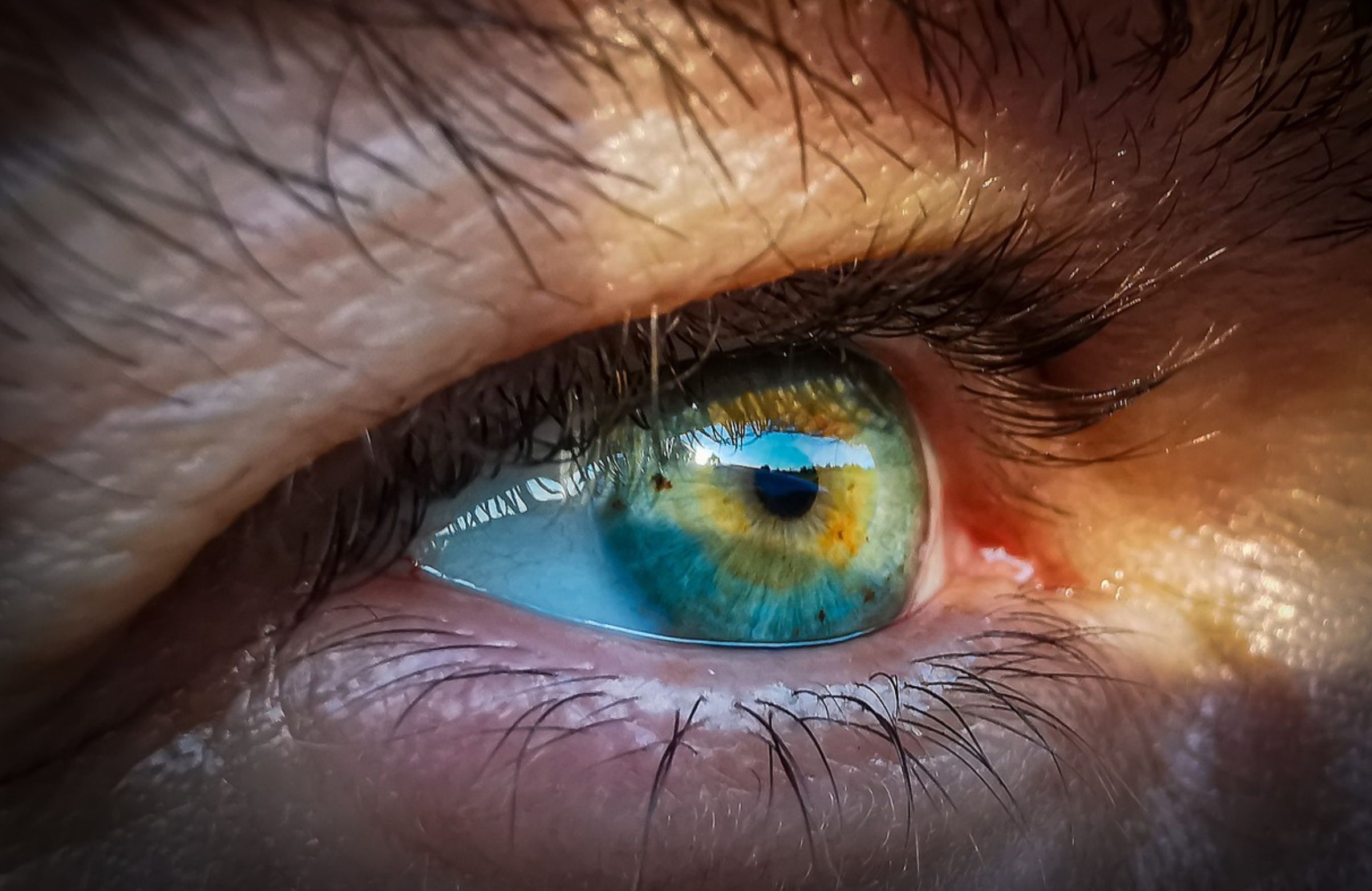 Investigadores del CABD revelan la resiliencia en la red genética que sustenta la formación del ojo