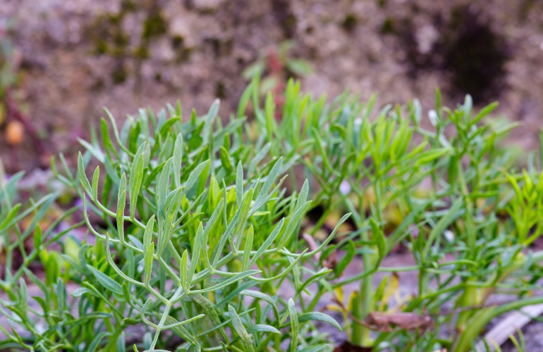 La salicornia, beneficiosa para prevenir el ictus