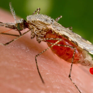 Mosquito causante de la malaria