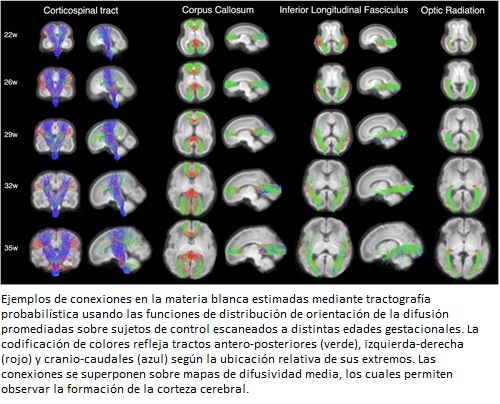 Nuevas técnicas para el estudio de la maduración del cerebro durante el embarazo