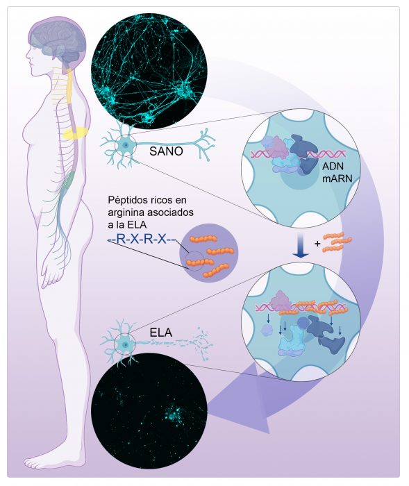 Investigadores del CNIO descubren la causa de la muerte neuronal en gran parte de los pacientes con ELA