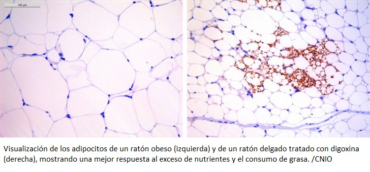Un fármaco ya en uso en humanos corrige la obesidad en ratones sin efectos secundarios