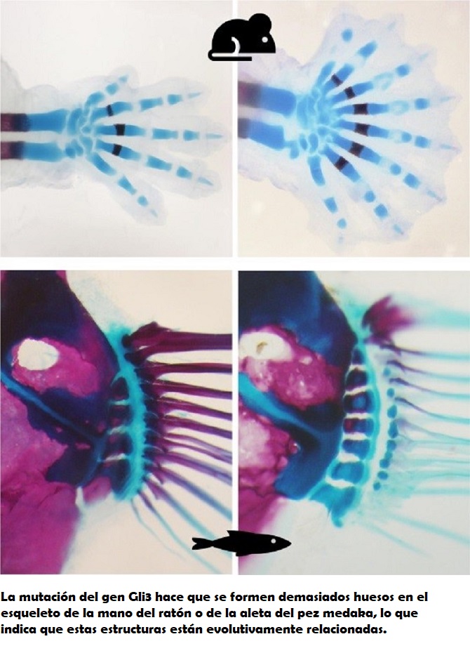 Las aletas de los peces y los dedos humanos se forman mediante mecanismos gen&eacute;ticos similares