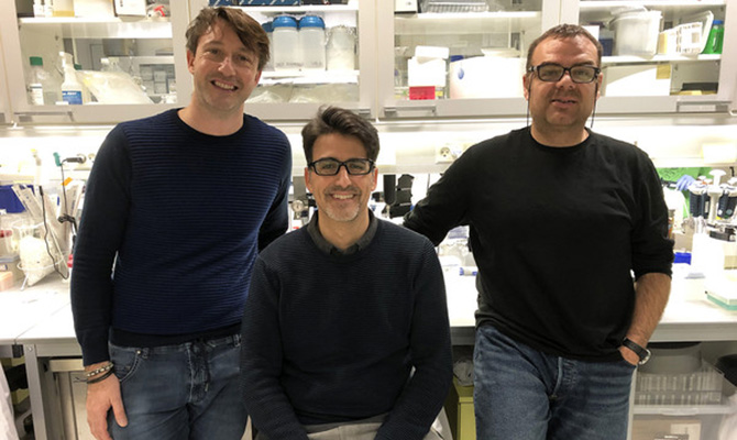 Describen c&oacute;mo funciona el interruptor de las defensas CRISPR en bacterias