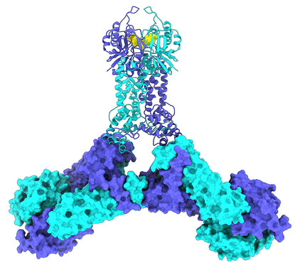 Describen c&oacute;mo funciona el interruptor de las defensas CRISPR en bacterias