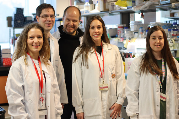 Descubierta una interacci&oacute;n entre un grupo de bacterias y c&eacute;lulas inmunitarias que protege la barrera intestinal