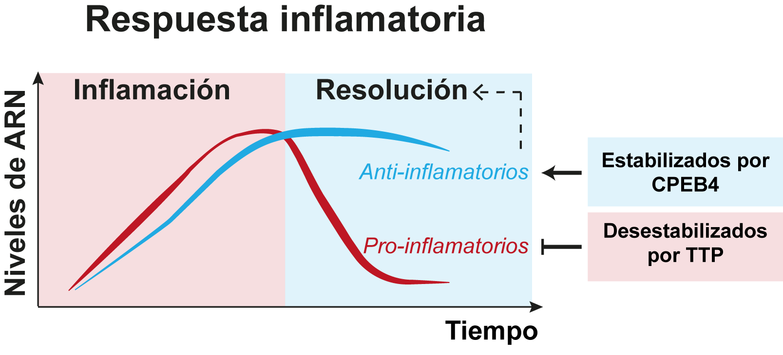 Descrito el mecanismo que regula el final de la inflamación
