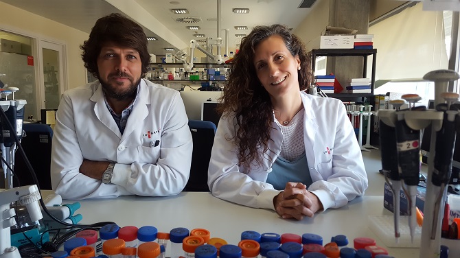Descifran en ratones alteraciones en las neuronas que favorecen la obesidad
