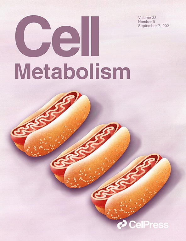 Descifran en ratones alteraciones en las neuronas que favorecen la obesidad