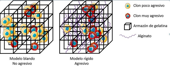 Un estudio abre nuevas vías terapéuticas para el tumor extracraneal más frecuente en niños