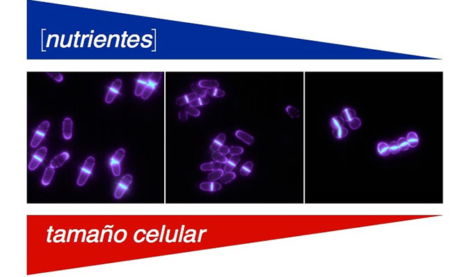 Desvelado el mecanismo que regula el tama&ntilde;o de las c&eacute;lulas en funci&oacute;n de sus nutrientes
