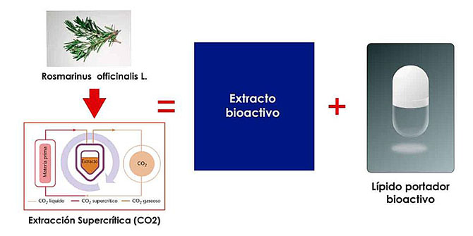 Prueban una nueva fórmula con extracto de romero para combatir el cáncer de colon