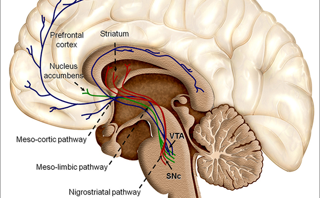 Nuevas vías para tratamientos de patologías neurodegenerativas como el ictus o el párkinson