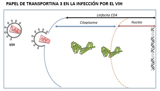 Hallada una mutaci&oacute;n que protege frente a la infecci&oacute;n por VIH