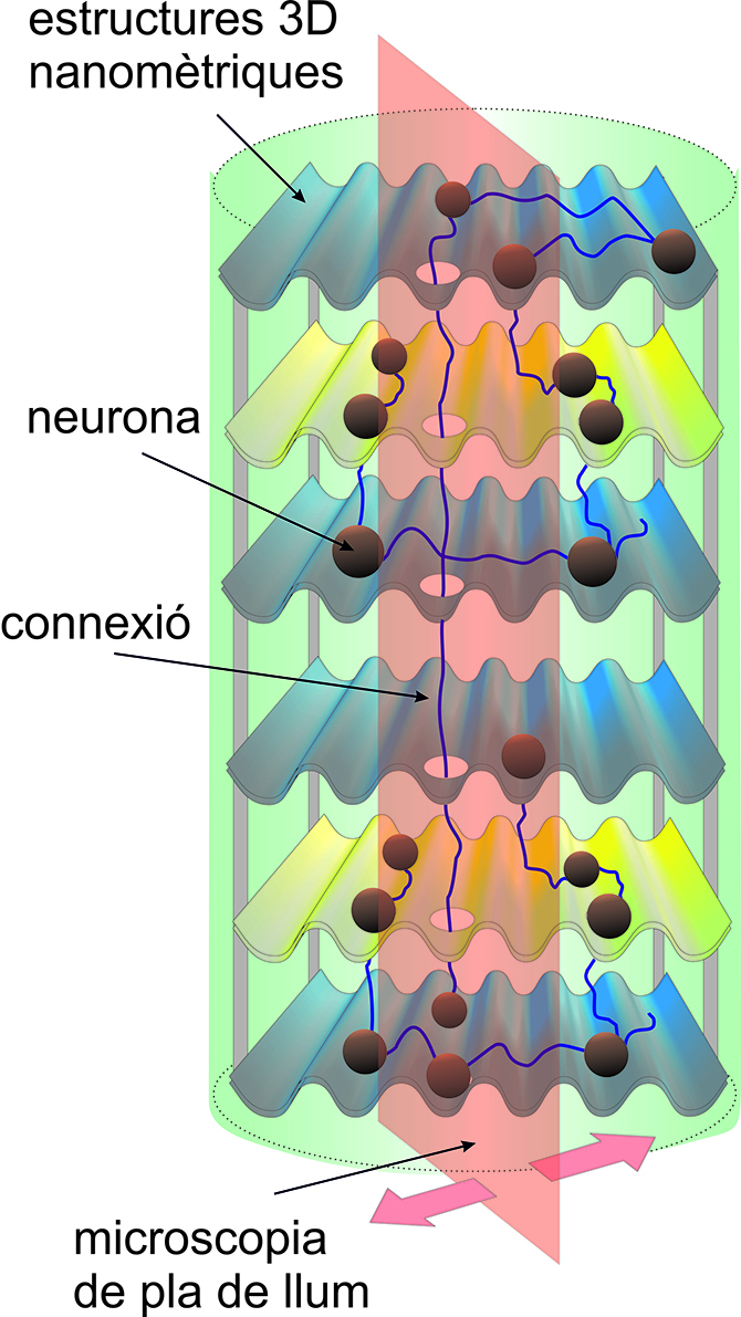 Las r&eacute;plicas en 3D de redes neuronales humanas ayudar&aacute;n a combatir enfermedades degenerativas