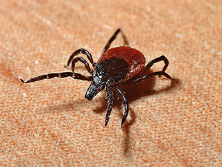 Investigaci&oacute;n, ayuda y visibilidad para la enfermedad de Lyme