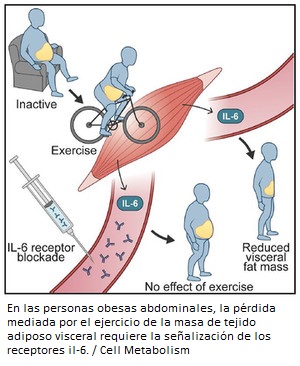 El ejercicio s&iacute; reduce la grasa abdominal