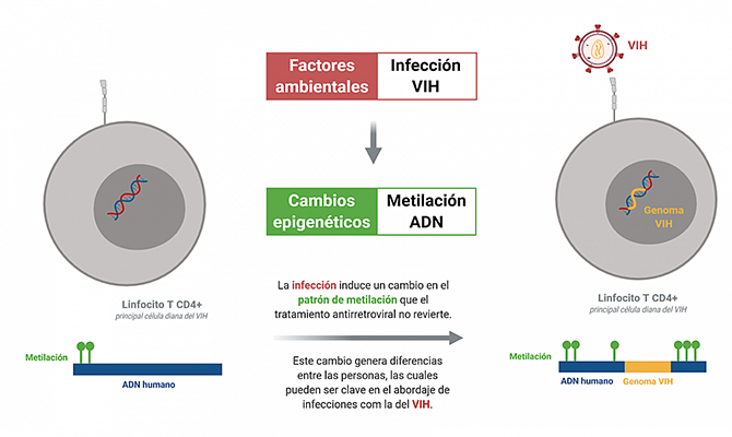 Diferencias epigenéticas en el ADN de las personas con VIH pueden afectar a su capacidad natural de controlar el virus