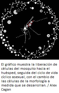 Crean el primer mapa celular del par&aacute;sito de la malaria