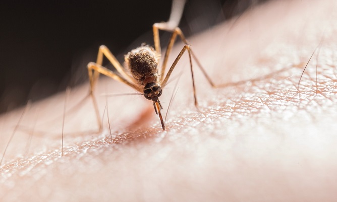 Pedro Alonso advierte de que el progreso contra la malaria &laquo;se ha estancado&raquo; en los &uacute;ltimos a&ntilde;os