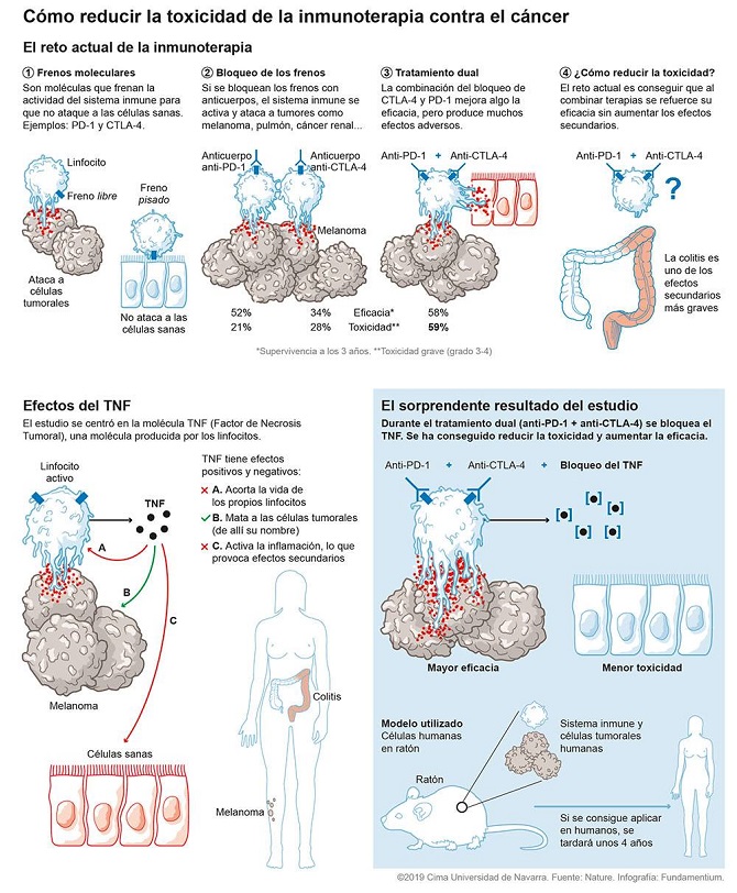Mayor eficacia y menor toxicidad en un nuevo tratamiento frente al c&aacute;ncer