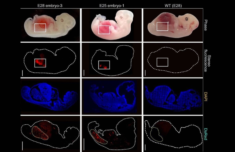 Un español, entre los científicos que han logrado crear riñones humanizados en embriones de cerdo
