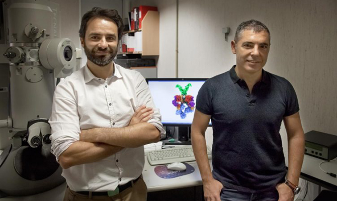 Resuelta la estructura 3D de la ‘nanom&aacute;quina’ que da virulencia a la tuberculosis