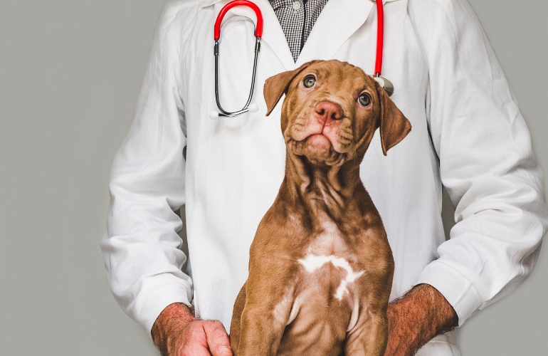 Un tipo de cáncer de mama canino demuestra el papel que juegan las hormonas en su progresión