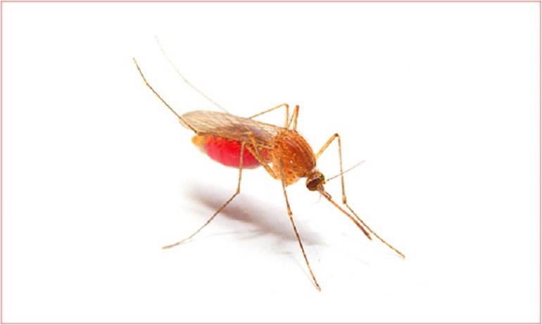 Un microbio impide que los mosquitos alberguen el parásito de la malaria