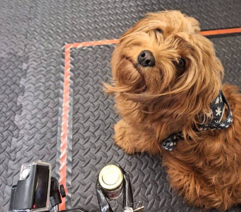 Los perros responden con pesimismo al olor del estrés humano