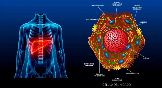 Descubrimiento de un papel clave de la prote&iacute;na Stard1 en las enfermedades hep&aacute;ticas colest&aacute;ticas