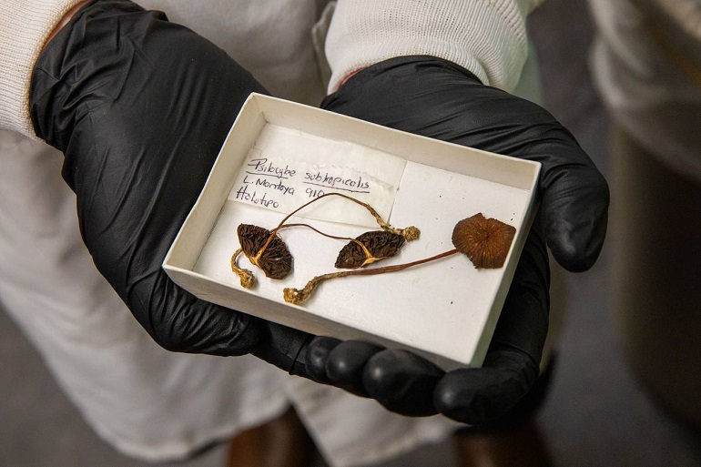 «Los hongos alucinógenos nos permiten explorar nuevas formas de pensamiento»