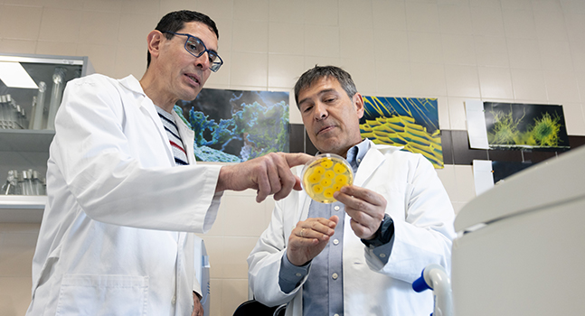Ingeniería genética con el hongo ‘Ashbya gossypii’ para convertir residuos agrícolas y domésticos en productos de alto valor para la salud