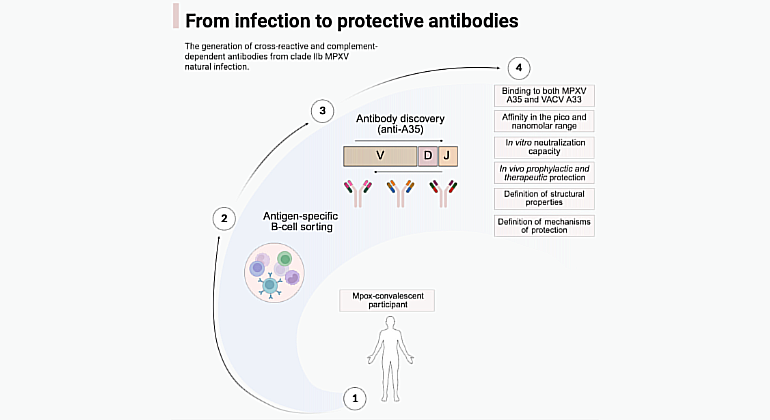 Identifican tres potentes anticuerpos humanos contra la mpox