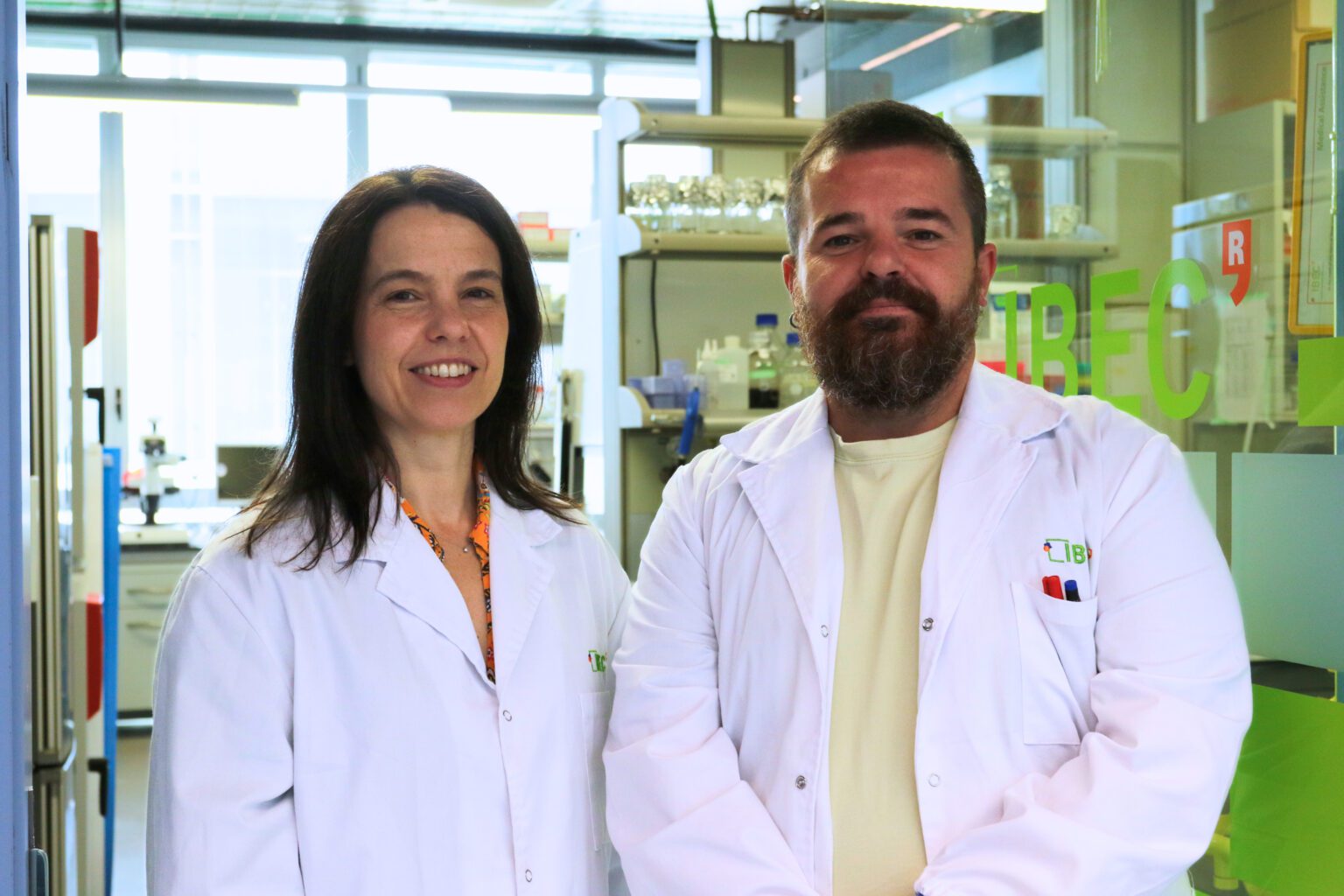 Primer trasplante en cerdos de riñones modificados con organoides renales humanos