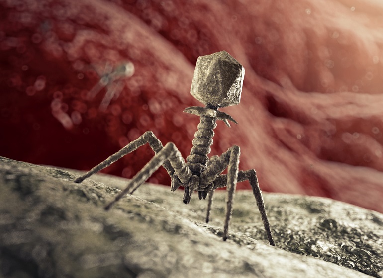 Un estudio revela cómo ciertos virus evolucionan para infectar nuevas bacterias de relevancia clínica