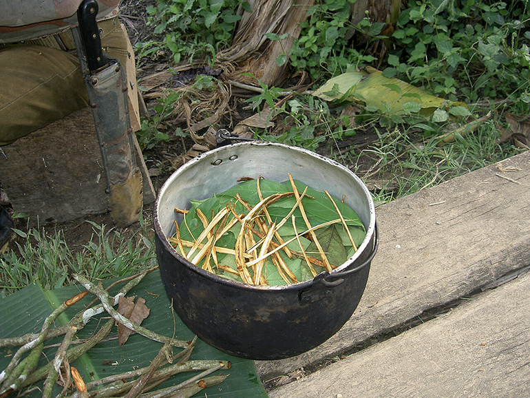 La acción terapéutica de la ayahuasca en párkinson es independiente de sus efectos alucinógenos