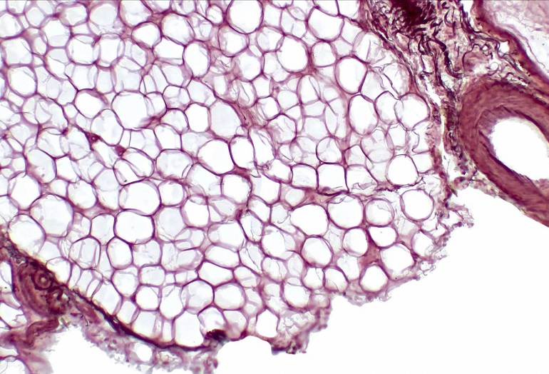 El primer atlas hormonal a escala celular revela nuevas conexiones entre órganos, inmunidad y metabolismo