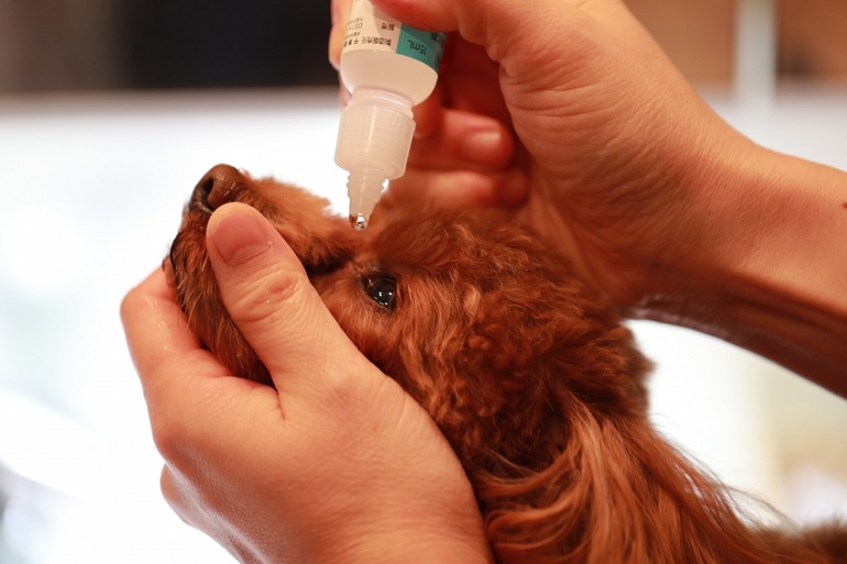 Un nuevo colirio mejora los signos de la enfermedad de ojo seco en perros, similar a la de los humanos