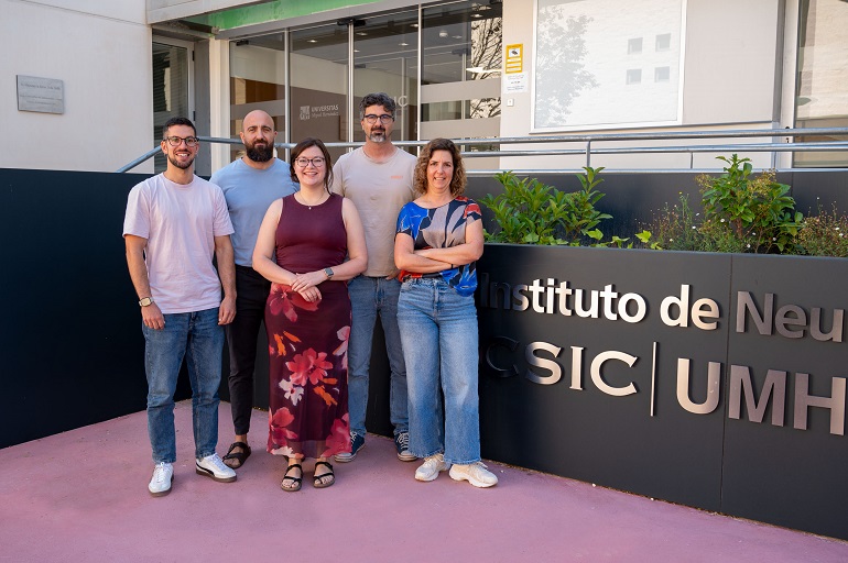 Descubren que el tálamo participa activamente en la construcción de los circuitos visuales durante el desarrollo