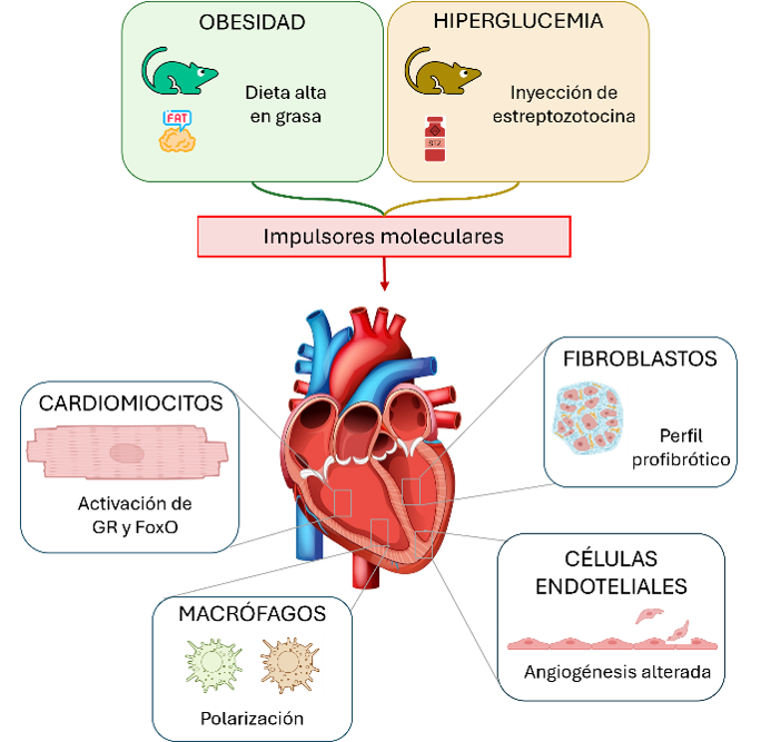 La obesidad activa un mecanismo específico que altera la relajación del corazón