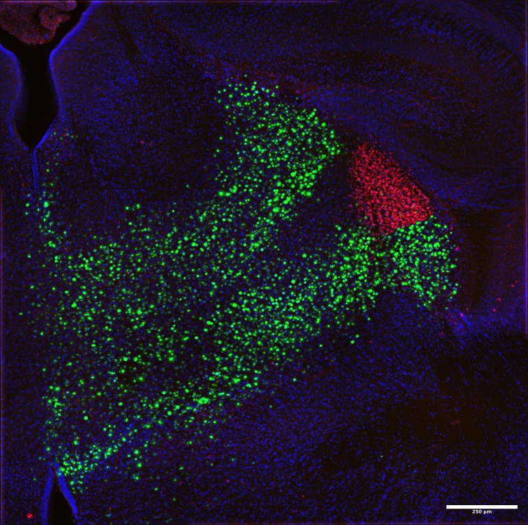 Crean el primer atlas del tálamo embrionario en ratones y revelan cómo se forman sus distintos tipos de neuronas