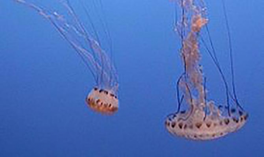Barcelona acogerá la primera unidad hospitalaria contra las picaduras de medusa